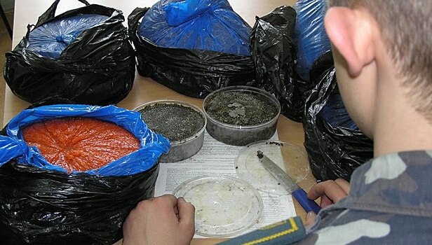 Житель Владивостока пытался вывезти из страны более 20 тонн контрабандных морепродуктов