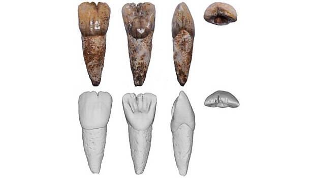 Ученые обнаружили в Малайзии загадочный человеческий зуб возрастом 55 тысяч лет