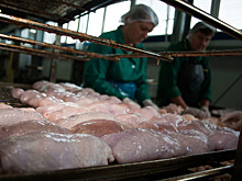 Эксперты рассказали, почему нельзя мыть сырую курицу