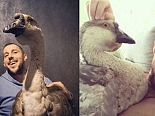 Мужчина третий год живет с гусем в квартире и не ест его