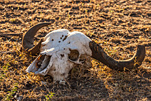 Мужчина нашел в Волгограде череп доисторического бизона и отказался отдавать его музею
