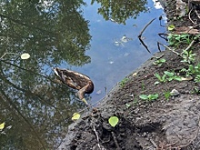 Еще одна массовая смерть уток случилась в Нижнем Новгороде