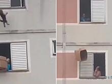 Драматичное спасение пса, выпавшего из окна, попало на видео в Бразилии
