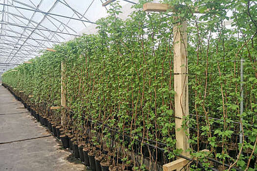 Юрист Черных-Аипов сообщил, что в России не ожидается массового запрета теплиц