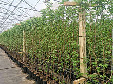 Юрист Черных-Аипов сообщил, что в России не ожидается массового запрета теплиц