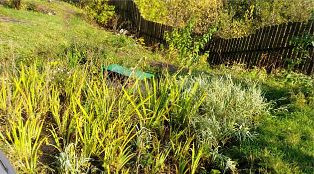 В России проектируют первые дождевые сады