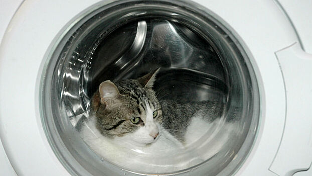 Спасатели освободили кошку из стиральной машины