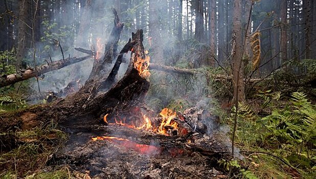 На Дальнем Востоке за сутки сгорело почти 200 гектаров леса