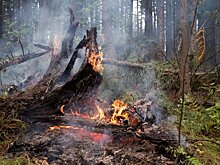 На Дальнем Востоке за сутки сгорело почти 200 гектаров леса