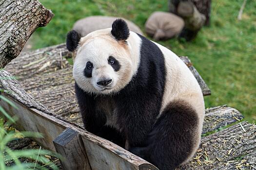 Правда ли что панды раньше были хищниками