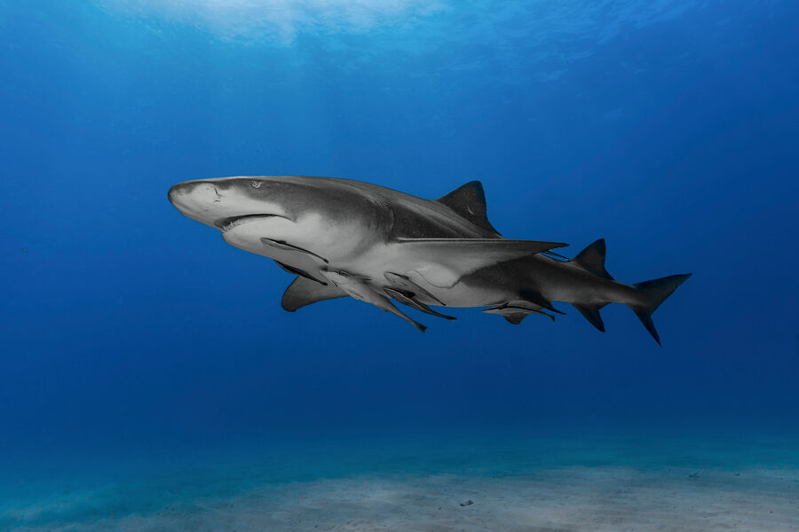 Новости науки: Следы кокаина обнаружены в крови акул у Багамских островов