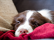 Видео о малыше, который всегда засыпает рядом со спаниелем