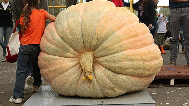 Почему тыквы могут вырастать такими большими?