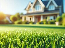 Какой выбрать газон: рекомендации по выбору и уходу газонной травы