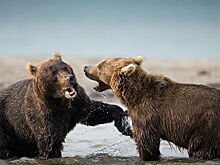 На Камчатке специалисты сфотографировали медведей во время брачного периода