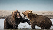 На Камчатке специалисты сфотографировали медведей во время брачного периода