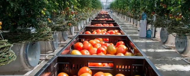 В Волгоградской области произвели 11 тысяч тонн тепличных овощей с начала года