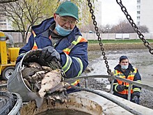 Рыбу переселили на время реконструкции пруда