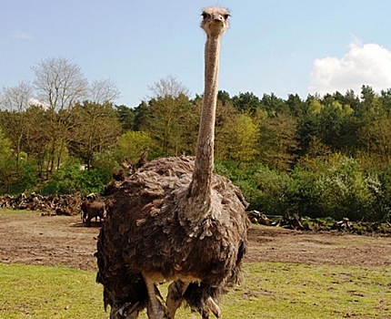 В зоопарке Казани поселились страусы