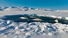 По законам дикой природы: какие шансы на выживание есть у оказавшихся в ледяном плену на Чукотке белух