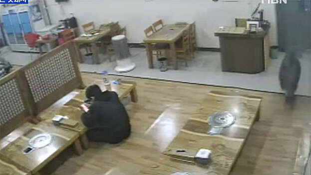 Кабан устроил погром в кафе в Южной Корее