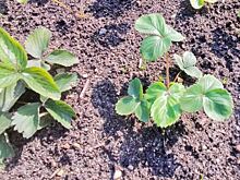 Фотонный нос поможет определить тлю на клубнике