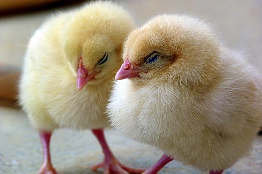 Сельхозпредприятия Новосибирской области начали искать замену импортным вакцинам для животных и птиц