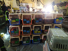 Авиакомпания Екатеринбурга перевезла 317 бездомных кошек и собак из Афганистана в Канаду