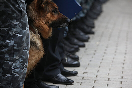 Военные кинологи из Центральной Азии прибыли в РФ на Армейские игры