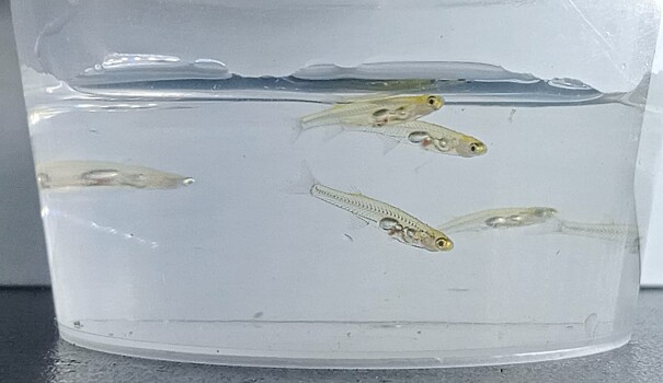 Рыбки, «стреляющие» громче фейерверков: ученые разгадали секрет D. Cerebrum