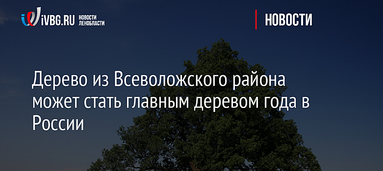 Многовековая сосна из Хакасии поборется за звание главного дерева России