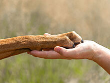 Почему люди неверно понимают эмоции собак