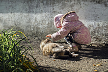 В Новгородской области детей научат обращаться с животными
