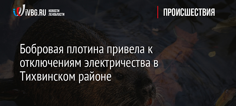 Бобровая плотина привела к отключениям электричества в Тихвинском районе