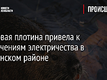 Бобровая плотина привела к отключениям электричества в Тихвинском районе