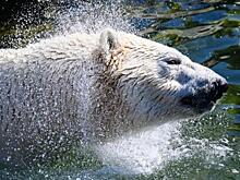Как спасают белого медведя с застрявшей в пасти консервной банкой: ветеринар спешит, рыбу наловили