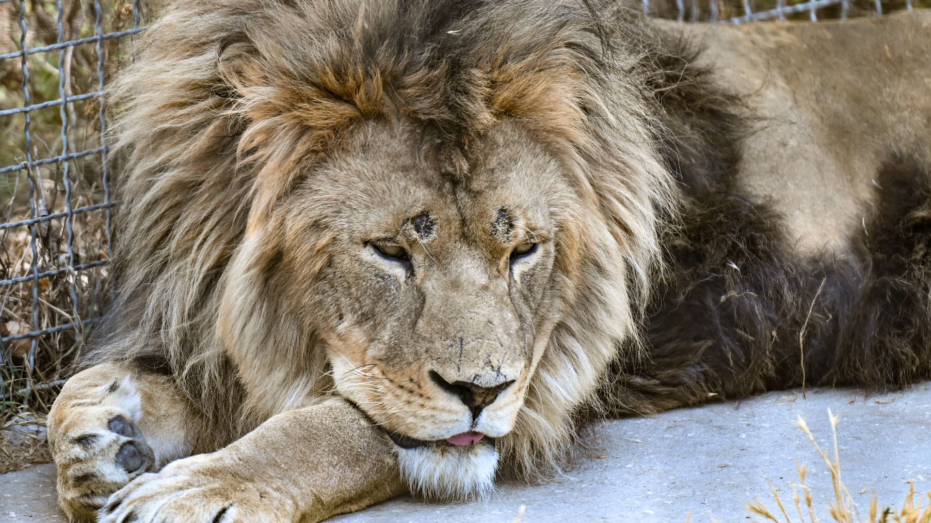 Lev, ki je napadel direktorja živalskega vrta na Krimu, ne bo uspavan ali izoliran