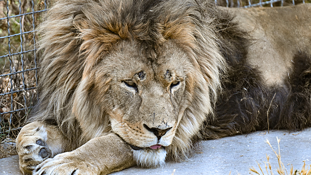 Стало известно о судьбе льва, напавшего на директора зоопарка в Крыму
