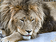 Стало известно о судьбе льва, напавшего на директора зоопарка в Крыму