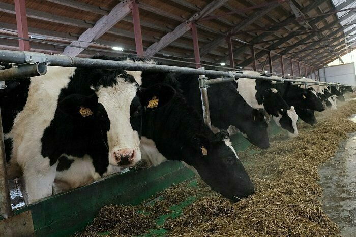 13 коров без документов попали в Чувашию из Уржума