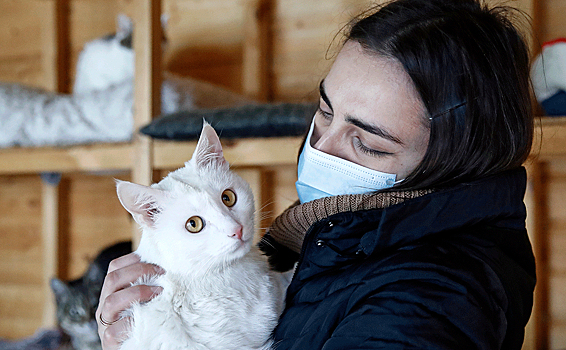 Доказана восприимчивость кошек к коронавирусу