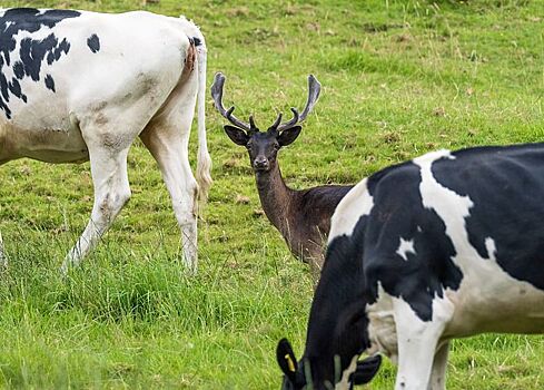 Оленя в Англии «усыновило» стадо коров