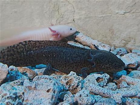 В Самарском океанариуме поселилась семья мексиканских аксолотлей