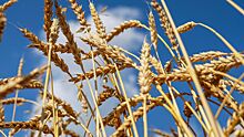 Российские ученые создали пшеницу, которая изменит сельское хозяйство