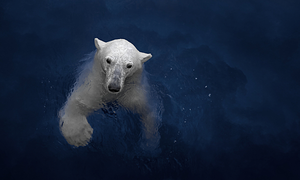 Создан "плащ-невидимка" из шерсти белых медведей