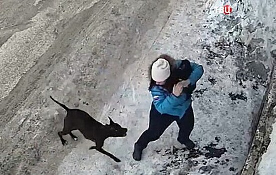 На Камчатке бойцовый пес напал на беременную женщину (видео)