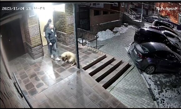 «Весело скачет к месту своей казни»: опубликовано видео с собакой, которую благовещенцы пытались забить молотком