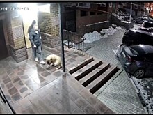 «Весело скачет к месту своей казни»: опубликовано видео с собакой, которую благовещенцы пытались забить молотком