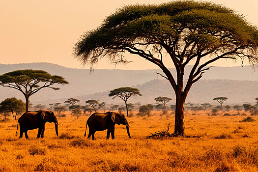 Масаи подали в суд на роскошный сафари-лагерь в Кении