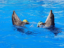 Улыбка Гуинплена: издевательства в дельфинариях обернулись серьезной проблемой
